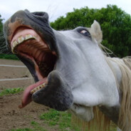 Horseboy