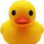ducky