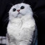 MrMiau