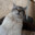 Pescado the Cat