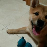 Pokino