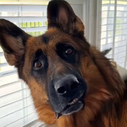 长矛沾屎捅谁谁死