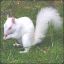 AlbinoSquirrel
