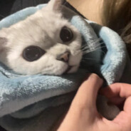 猫猫教定会战胜狗狗教