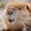 Cute Beaver