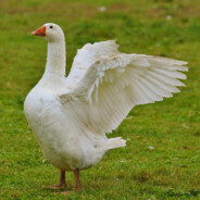 Goose