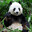 DrPandazz