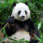 DrPandazz