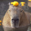 Capybara in water with orange on