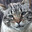 CrosseyedBandit avatar
