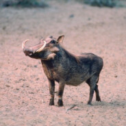 TheYungWarthog