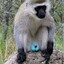 Macaco da Bola Azul
