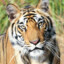TiGeR | Peter Silie