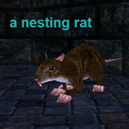 a nesting rat