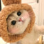 可爱猪