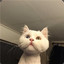 大猪蹄子