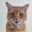 Ginger