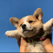 我一个人打不过啊！