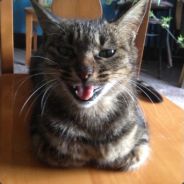 你的朋友背叛了你