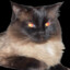fatazzcat