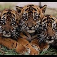 ღβυиτοωиίczкɑღ