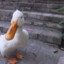 SwapComments