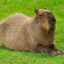 Capybara