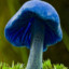 Entoloma