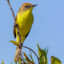 Wena po bird