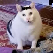 Haji MI