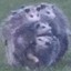 Possum Orb