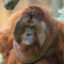 Orangutan