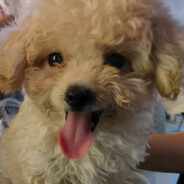 ₍˄·͈༝·͈˄*₎◞ ̑̑