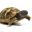 一坨小乌龟🐢
