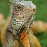 Anonymous Iguana