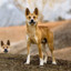 MR.dingo