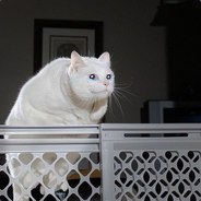 няшный котик