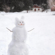 丛林土鳖.亚历熊大