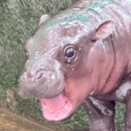 ᴍᴀɴᴜᴀʟᵉˢᵒ