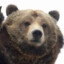 HangryBear
