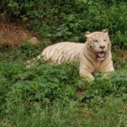 她说我硬的像钢筋，所以每次都不吃