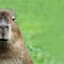 CAPYBARA Marron