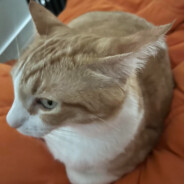 Daubix