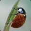 ECO | Ladybug
