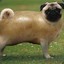 Pugtato