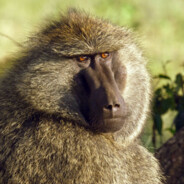 Retarded Baboon