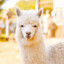 Alpacca