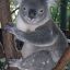Koala Assassino