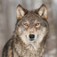 LonelyWolf