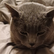 翻斗花园大耳朵图图